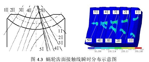 環面蝸杆蝸輪副雙線接觸示意圖.jpg